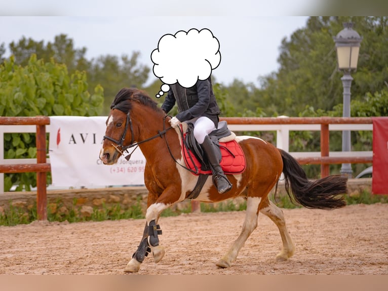 Galés B Mestizo Caballo castrado 15 años 127 cm Pío in Lleida