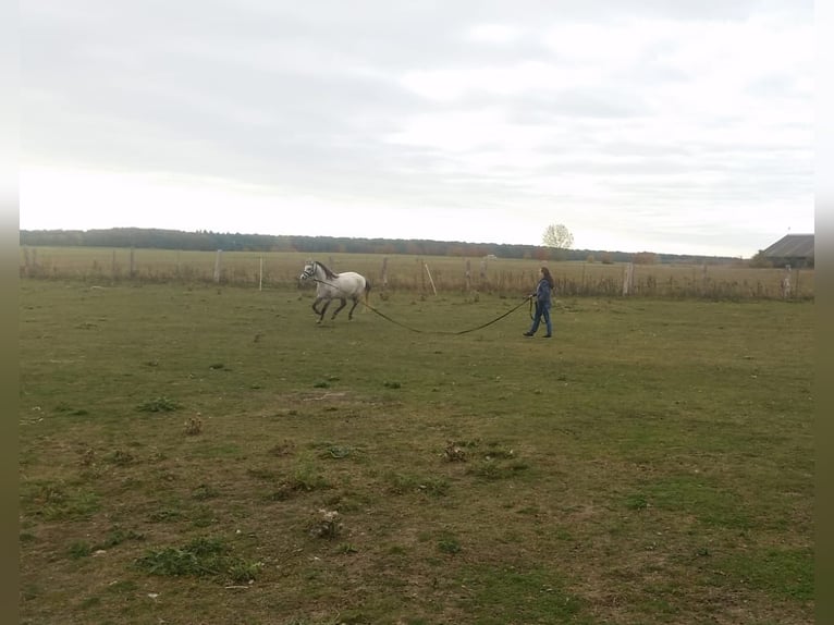 Galés B Caballo castrado 15 años 134 cm Tordo rodado in Stavenhagen