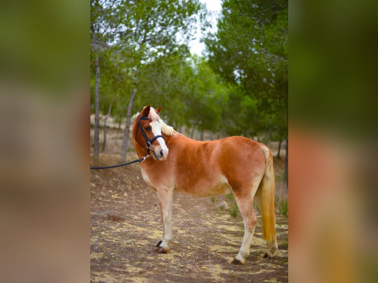 Galés B Caballo castrado 16 años 117 cm in Fortuna