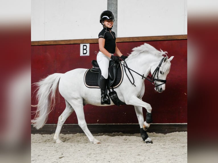 Galés B Mestizo Caballo castrado 16 años 124 cm Tordo in Wormer