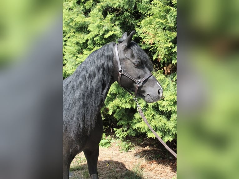 Galés B Caballo castrado 16 años 125 cm Morcillo in Moringen