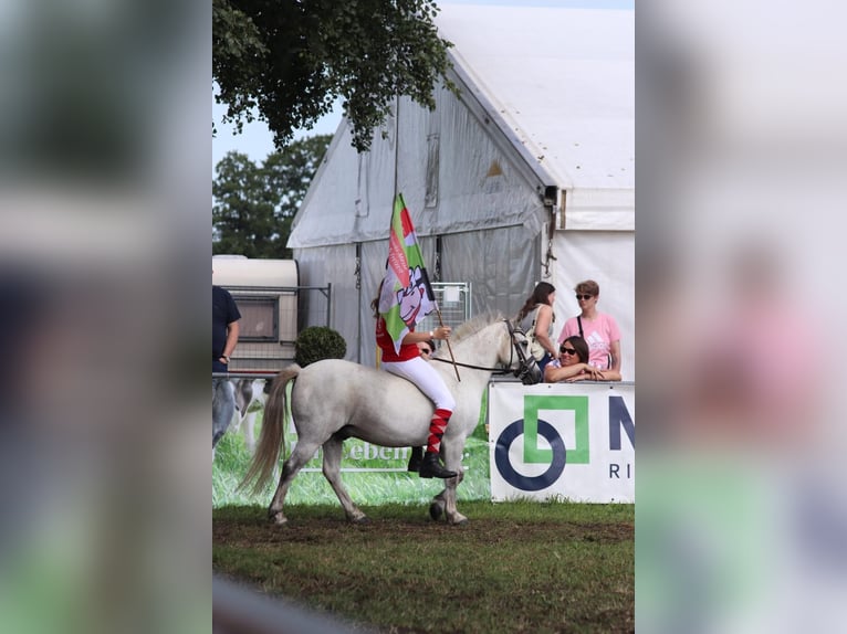 Galés B Caballo castrado 16 años 125 cm Tordo rodado in Brake