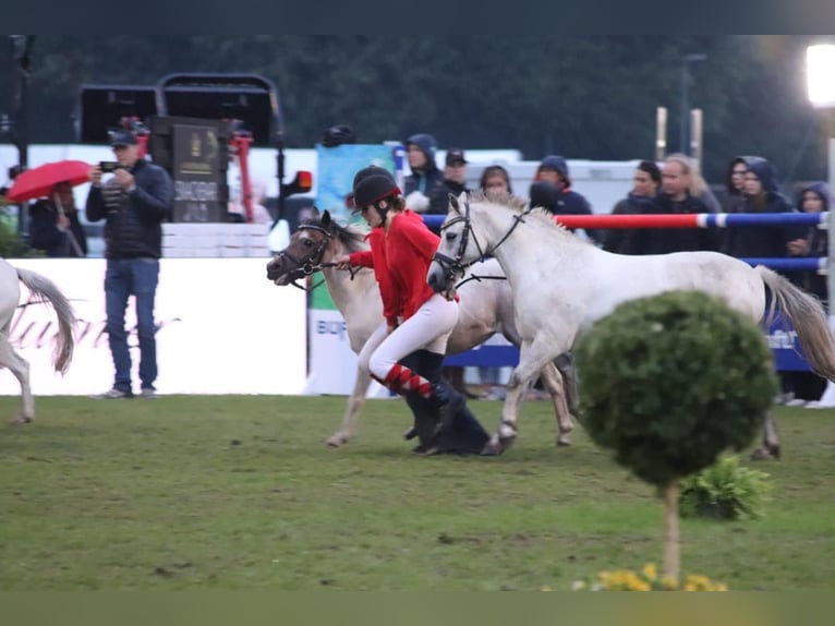 Galés B Caballo castrado 16 años 125 cm Tordo rodado in Brake