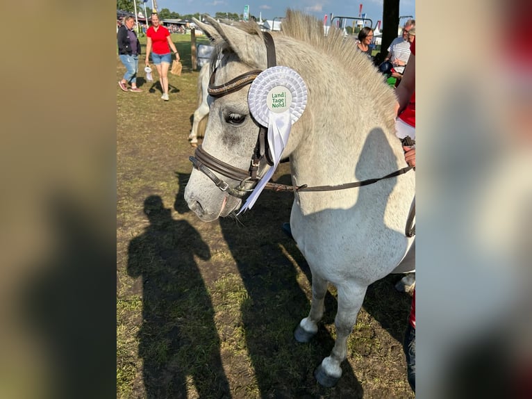 Galés B Caballo castrado 16 años 125 cm Tordo rodado in Brake