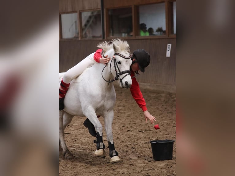 Galés B Caballo castrado 16 años 125 cm Tordo rodado in Brake