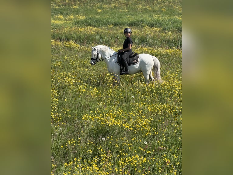 Galés B Mestizo Caballo castrado 16 años 126 cm Tordo in Wormer