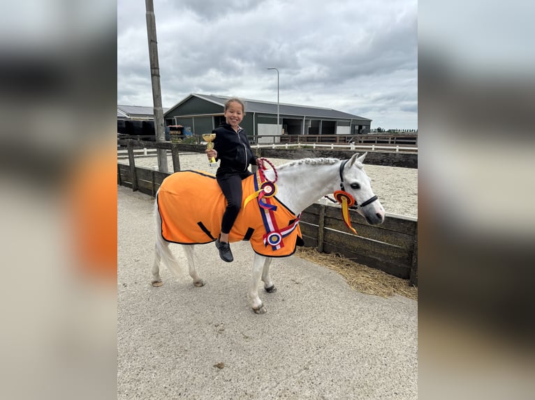 Galés B Mestizo Caballo castrado 16 años 126 cm Tordo in Wormer