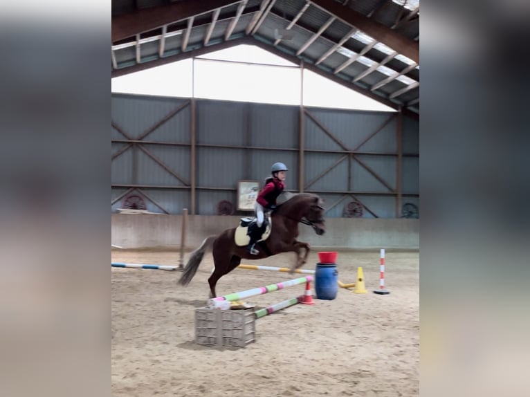 Galés B Caballo castrado 16 años 135 cm Alazán in Ardon