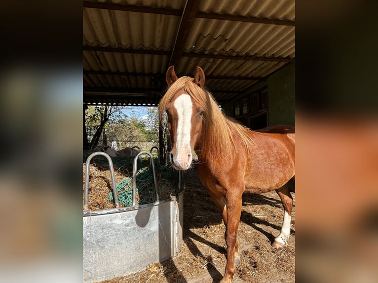 Galés B Mestizo Caballo castrado 17 años 123 cm Alazán in Leest