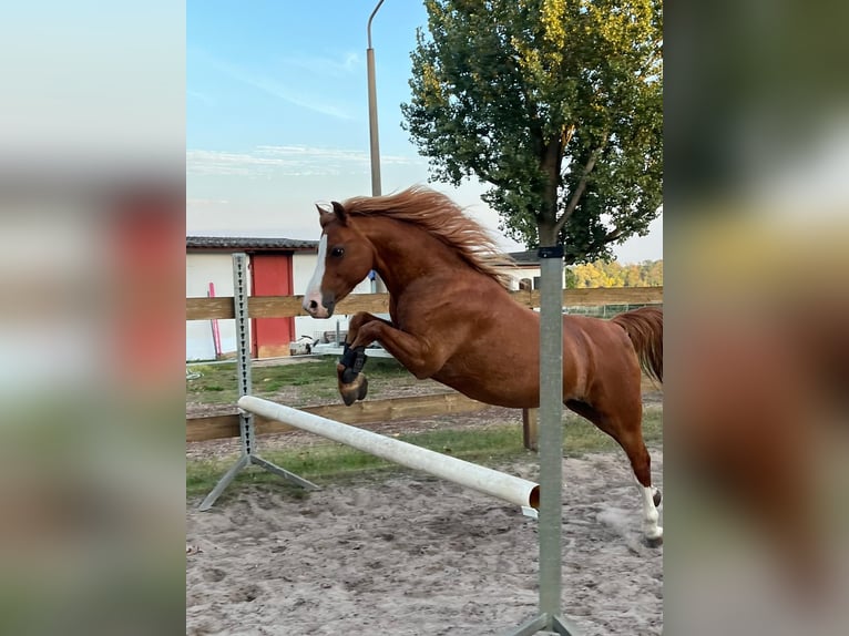 Galés B Mestizo Caballo castrado 17 años 123 cm Alazán in Leest