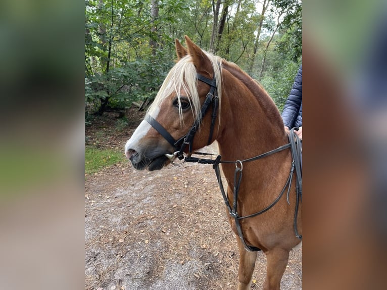 Galés B Caballo castrado 17 años 127 cm Alazán in Loon op Zand