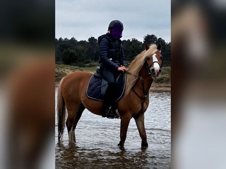 Galés B Caballo castrado 17 años 127 cm Alazán in Loon op Zand