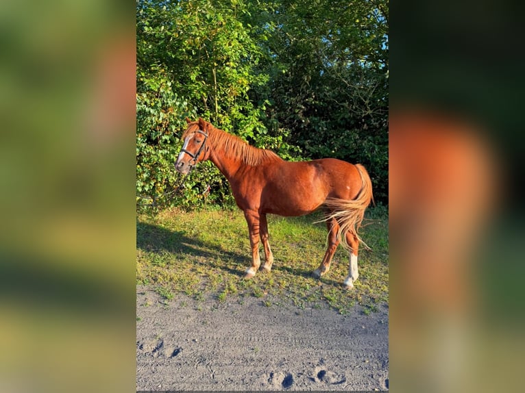 Galés B Mestizo Caballo castrado 17 años 130 cm Alazán in Uetersen