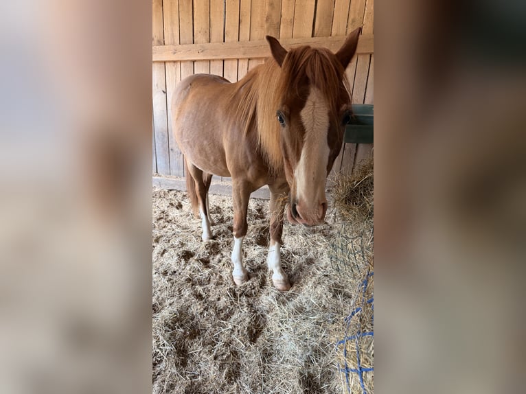 Galés B Caballo castrado 17 años 132 cm Alazán in Röttenbach