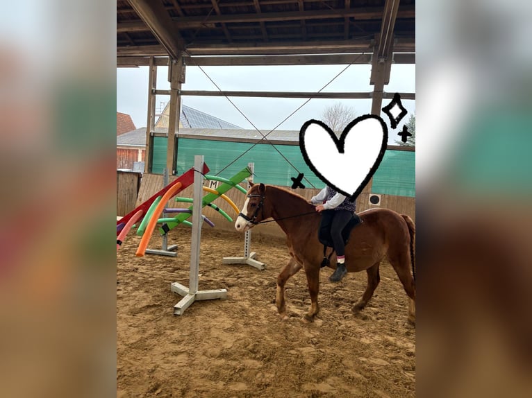 Galés B Caballo castrado 17 años 132 cm Alazán in Röttenbach