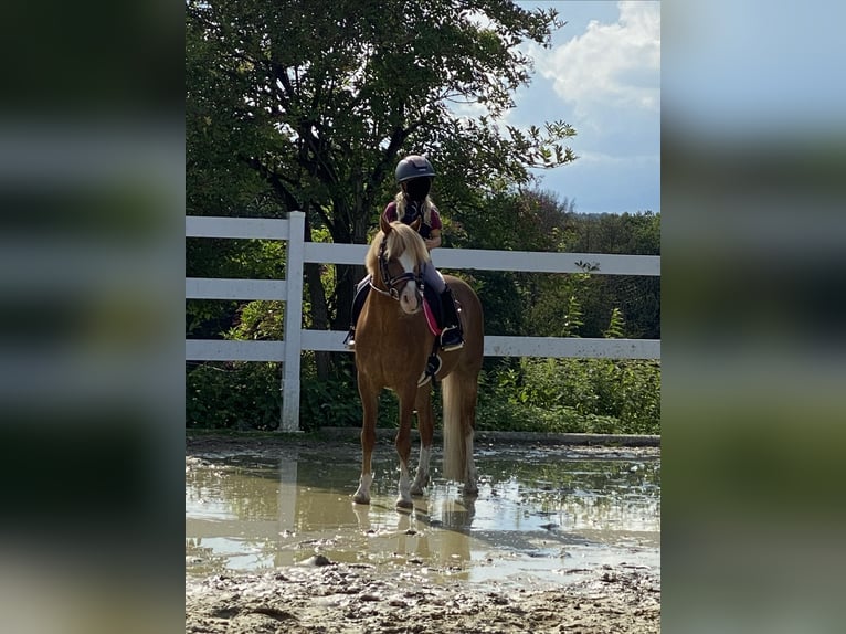 Galés B Caballo castrado 17 años 133 cm Alazán in Overath