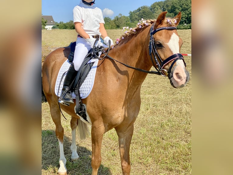 Galés B Caballo castrado 17 años 133 cm Alazán in Overath