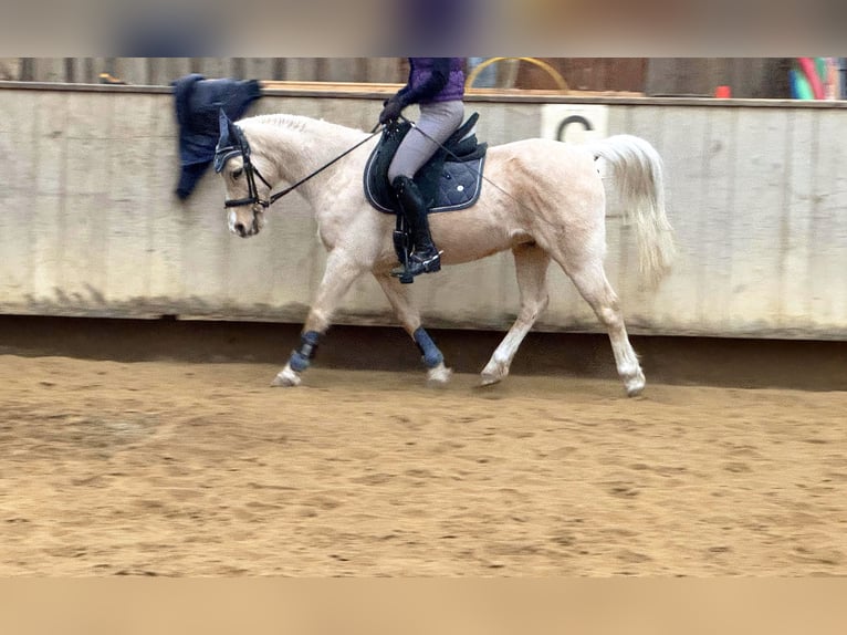 Galés B Mestizo Caballo castrado 17 años 135 cm Palomino in Amtzell