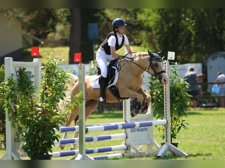Galés B Mestizo Caballo castrado 17 años 135 cm Palomino in Amtzell