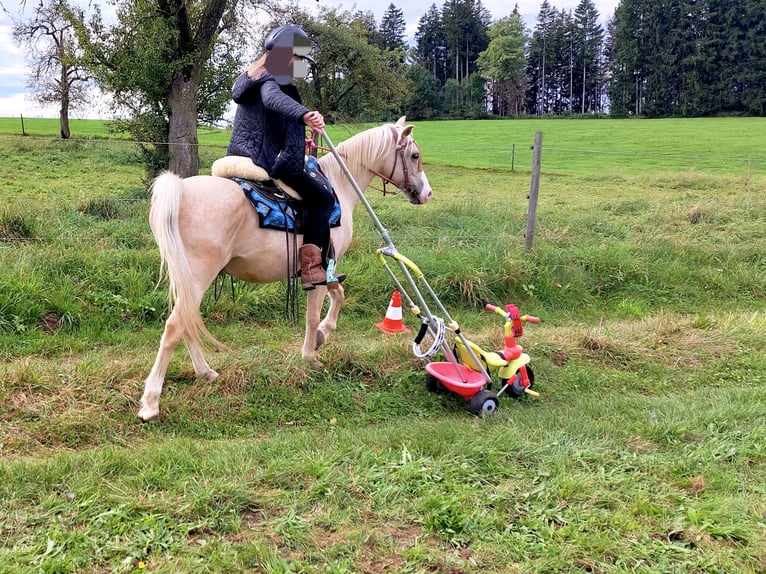 Galés B Mestizo Caballo castrado 17 años 135 cm Palomino in Amtzell