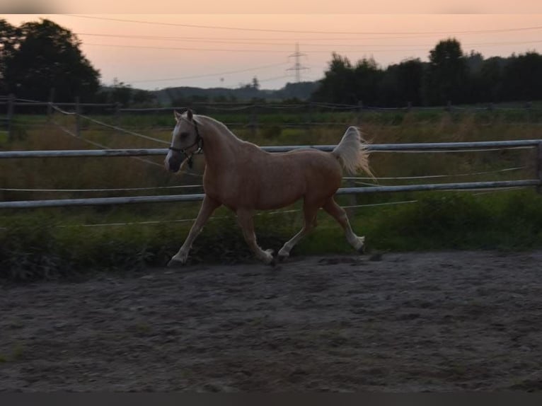 Galés B Mestizo Caballo castrado 17 años 135 cm Palomino in Amtzell