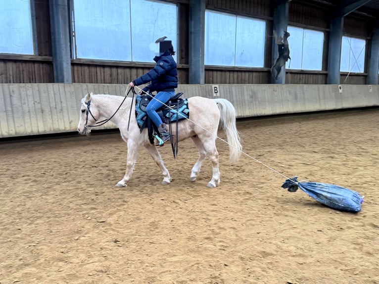 Galés B Mestizo Caballo castrado 17 años 135 cm Palomino in Amtzell