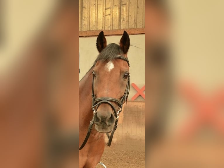 Galés B Caballo castrado 17 años 148 cm Castaño in Praha v&#xFD;chod