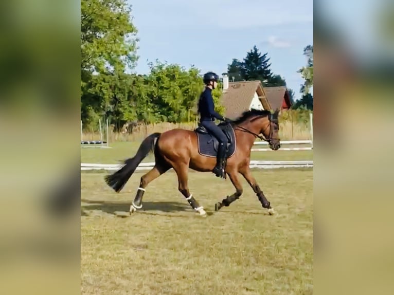 Galés B Caballo castrado 17 años 148 cm Castaño in Praha v&#xFD;chod