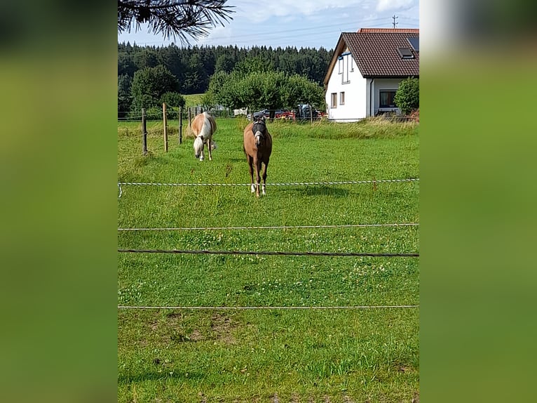 Galés B Caballo castrado 18 años 135 cm Castaño in Aalen