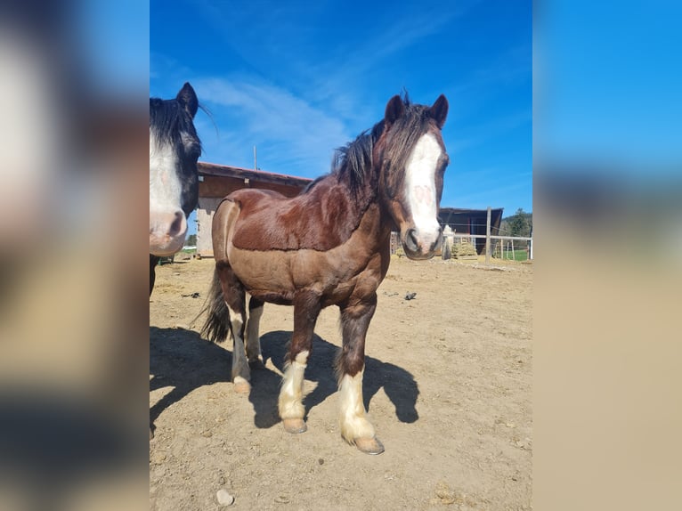Galés B Caballo castrado 19 años 110 cm Alazán-tostado in Isny im Allg&#xE4;u
