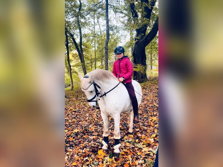 Galés B Caballo castrado 19 años 130 cm Tordo in Sehestedt
