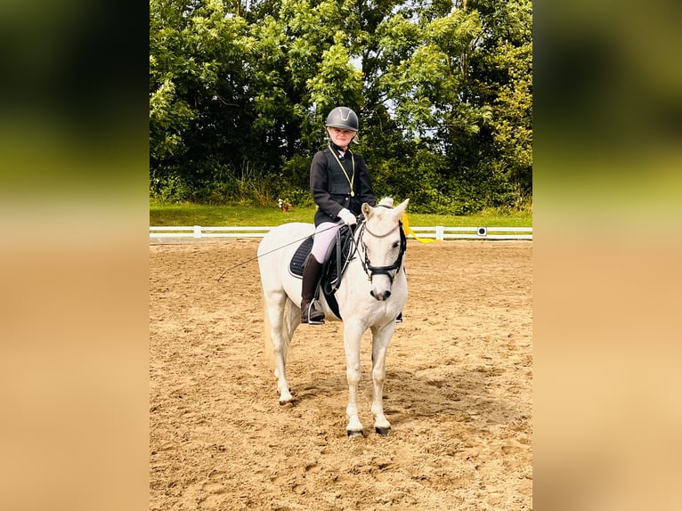Galés B Caballo castrado 19 años 130 cm Tordo in Sehestedt