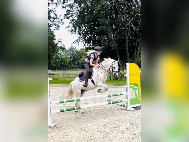 Galés B Caballo castrado 19 años 130 cm Tordo in Sehestedt