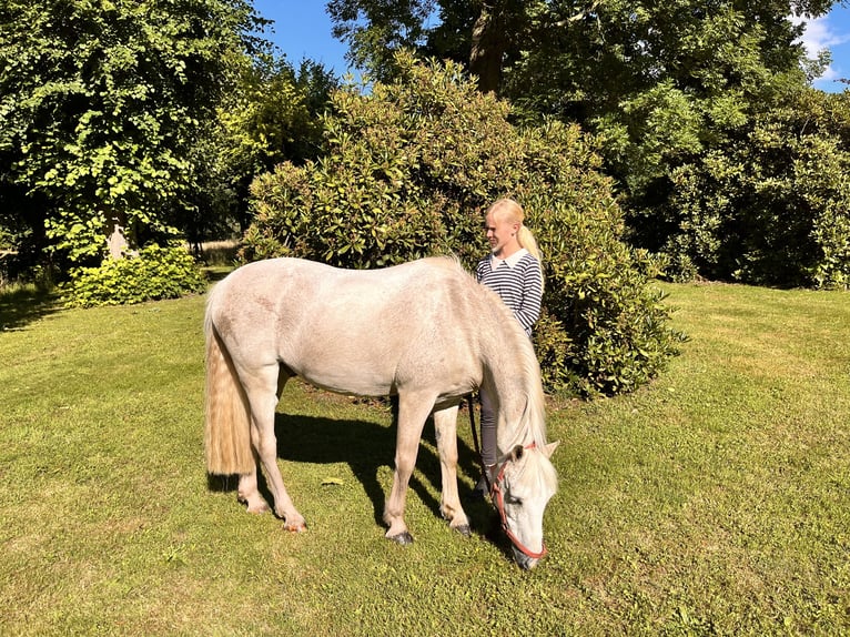 Galés B Caballo castrado 19 años 130 cm Tordo in Sehestedt