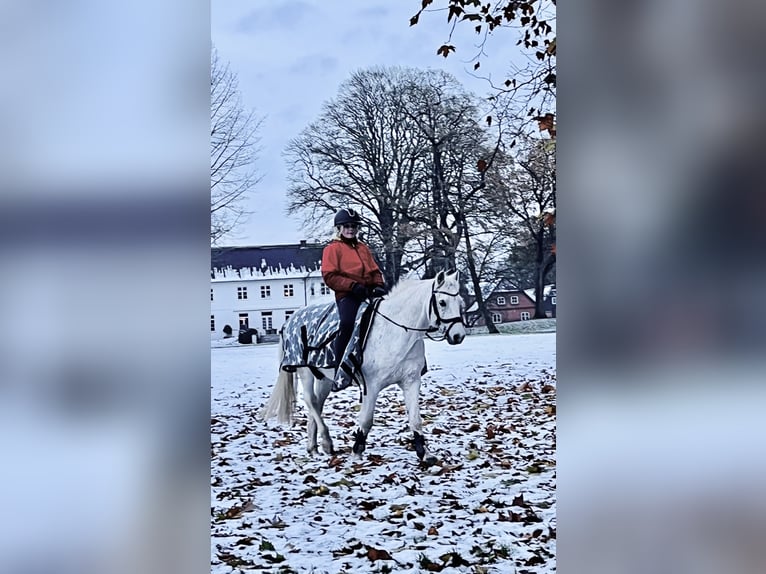 Galés B Caballo castrado 19 años 130 cm Tordo in Sehestedt