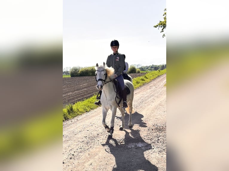 Galés B Caballo castrado 19 años 130 cm Tordo in Sehestedt