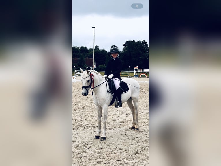 Galés B Caballo castrado 19 años 130 cm Tordo in Sehestedt