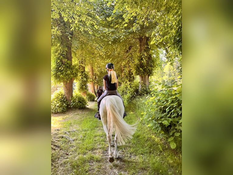 Galés B Caballo castrado 19 años 130 cm Tordo in Sehestedt