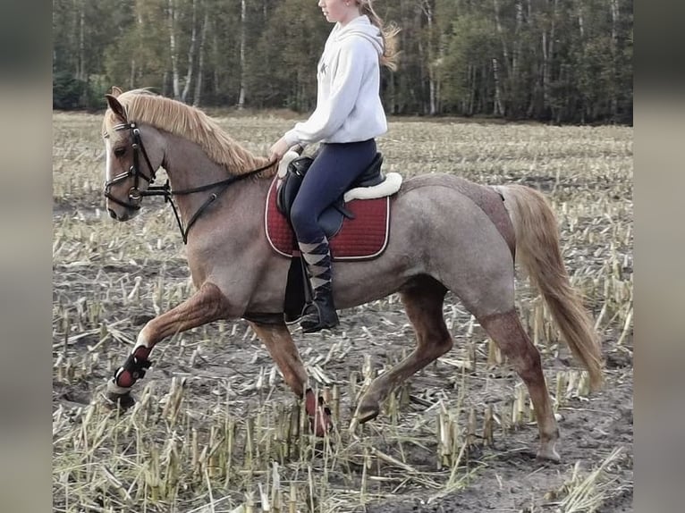 Galés B Caballo castrado 19 años 136 cm Tordo ruano in Twist