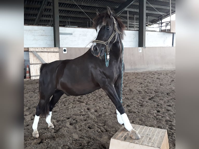 Galés B Caballo castrado 19 años 139 cm Castaño oscuro in Kerpen