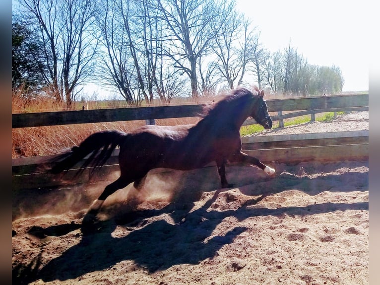 Galés B Caballo castrado 19 años 139 cm Castaño oscuro in Kerpen