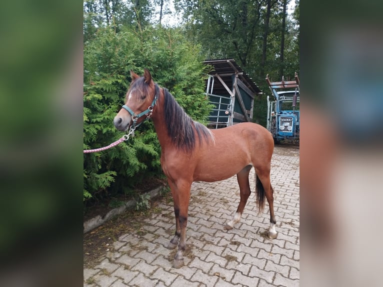 Galés B Caballo castrado 1 año 120 cm Castaño in Bamberg