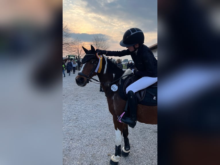 Galés B Caballo castrado 20 años 130 cm Pío in Bad Endorf