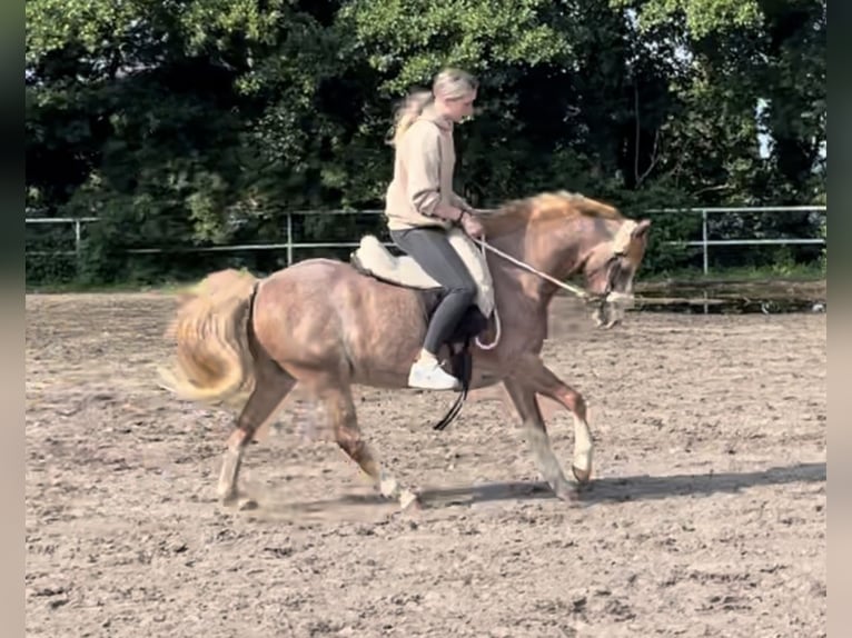Galés B Caballo castrado 20 años 135 cm Tordo ruano in Twist
