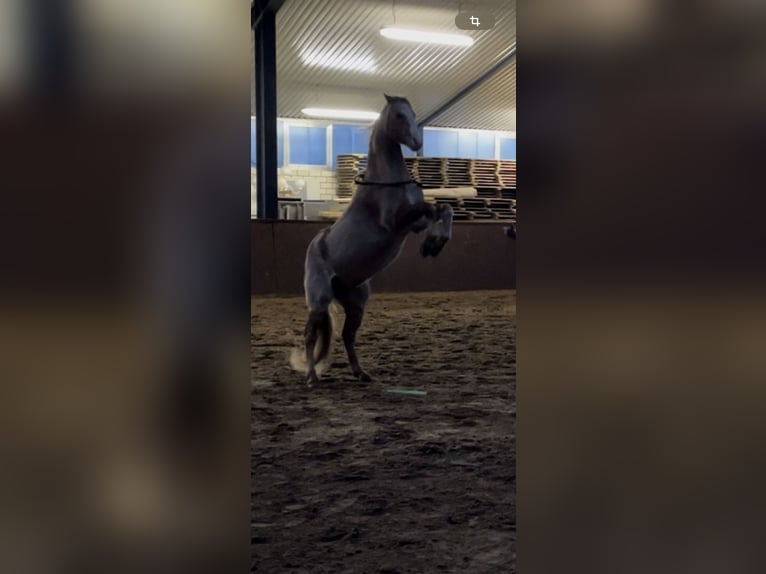 Galés B Caballo castrado 20 años 135 cm Tordo ruano in Twist