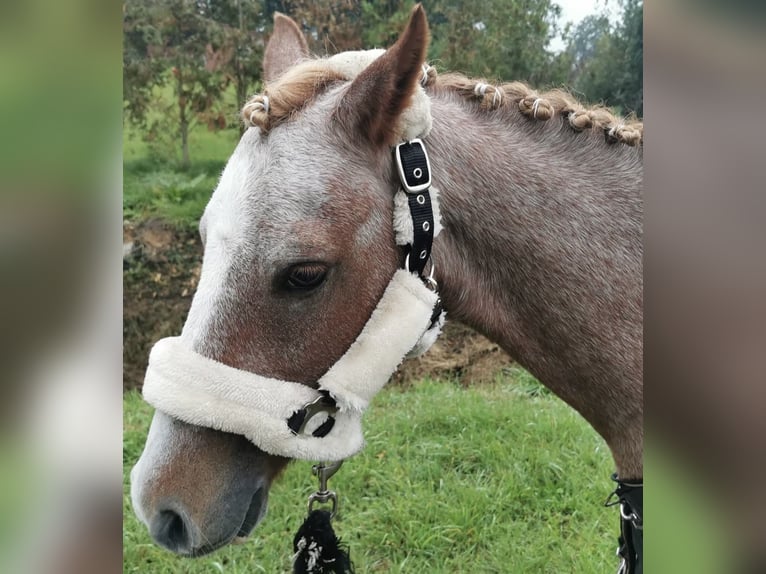 Galés B Caballo castrado 20 años 136 cm Tordo ruano in Twist