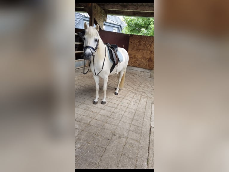 Galés B Mestizo Caballo castrado 21 años 117 cm Tordo in Lindlar