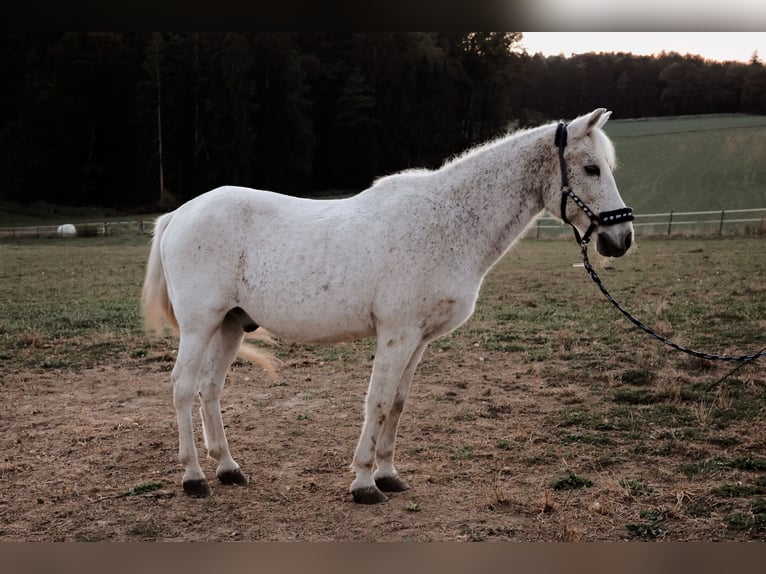 Galés B Mestizo Caballo castrado 27 años 130 cm Tordo in St.Margarethen/R.