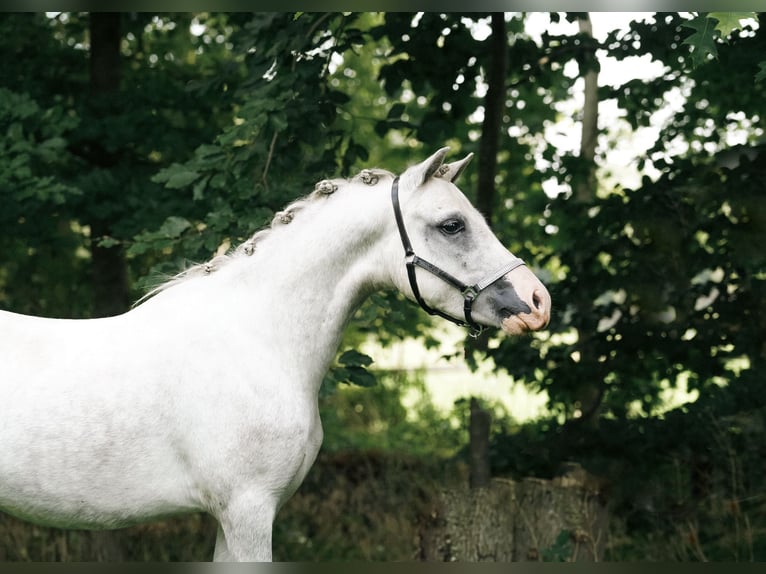 Galés B Caballo castrado 2 años 115 cm Tordo in Lettelbert