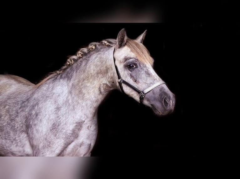 Galés B Caballo castrado 2 años 123 cm Tordo in Lettelbert